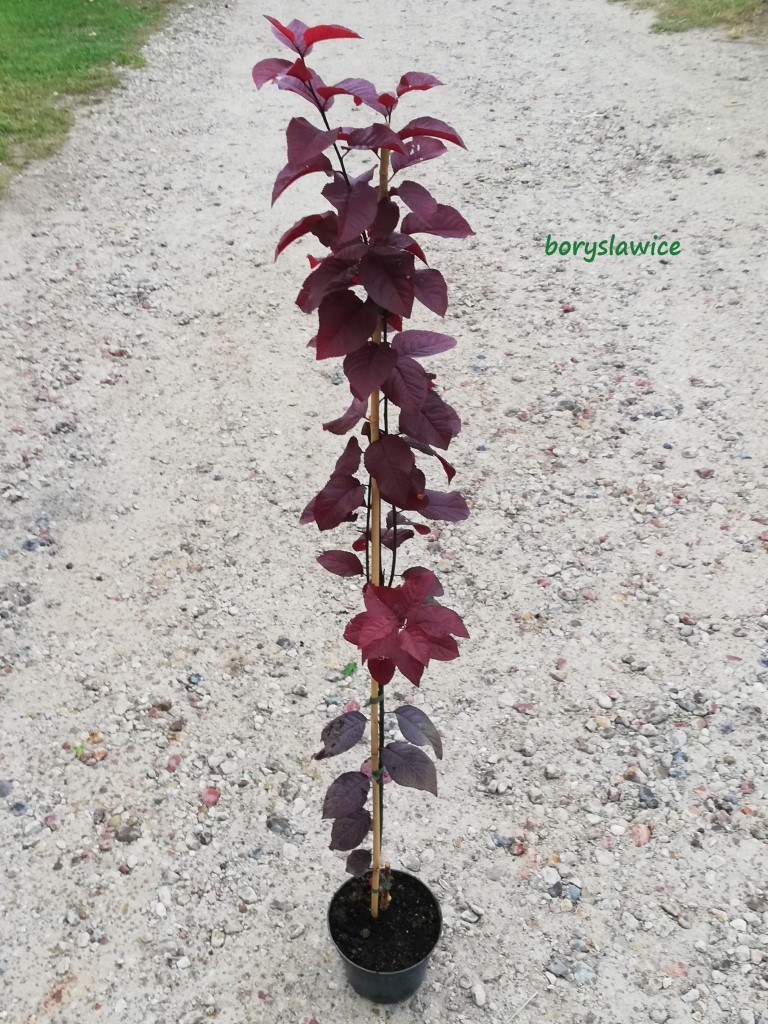liwa Wi niowa Nigra Prunus Szk ka Drzew I Krzew w Borys awice liwa-wi-niowa-nigra-prunus-szk-ka-drzew-i-krzew-w-borys-awice